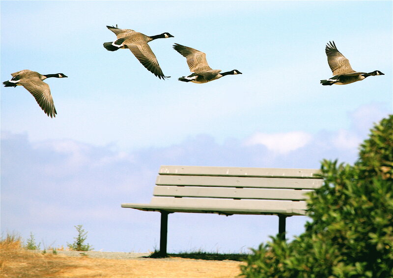 Geese flying over a park bench