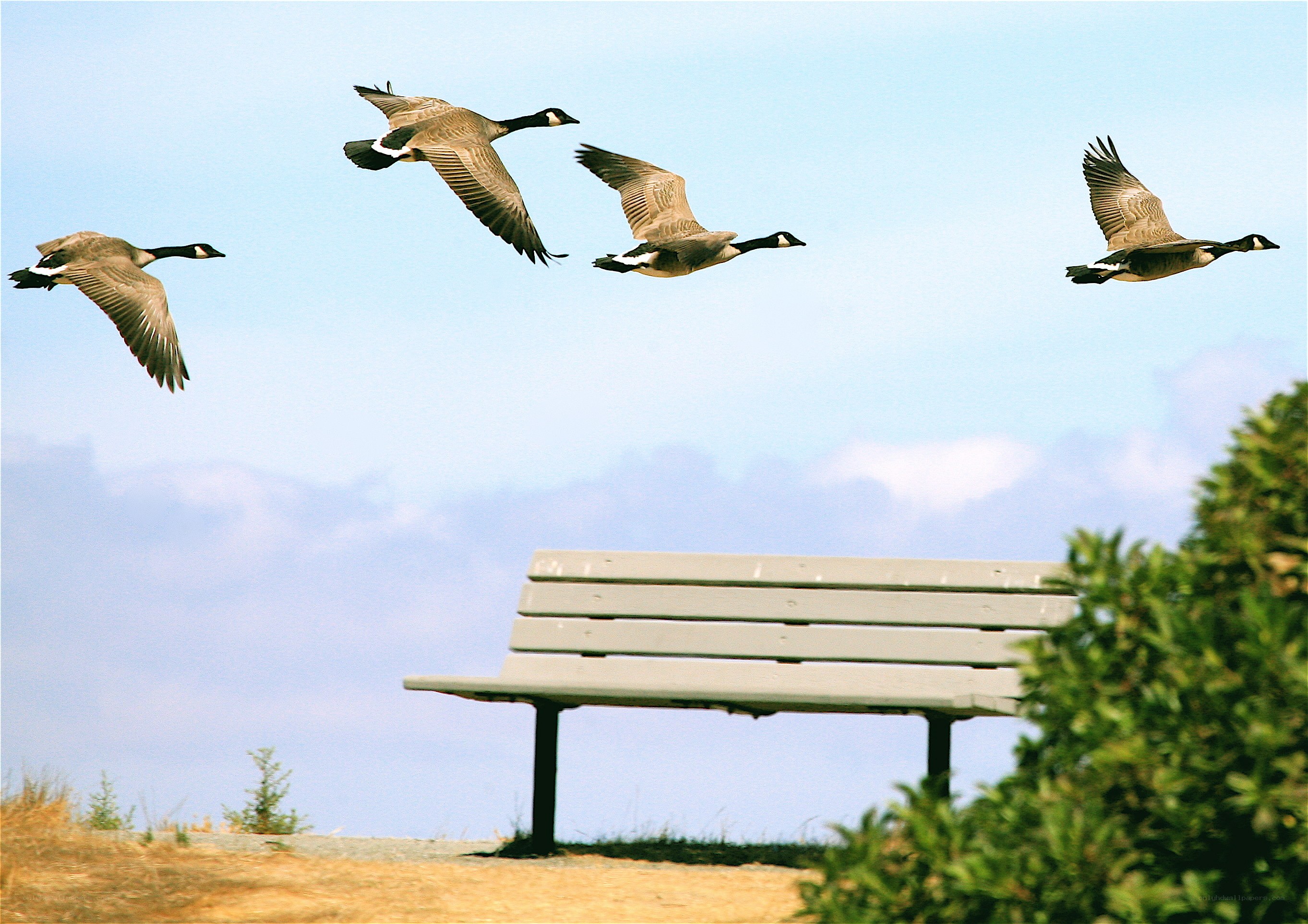 Geese flying over a park bench