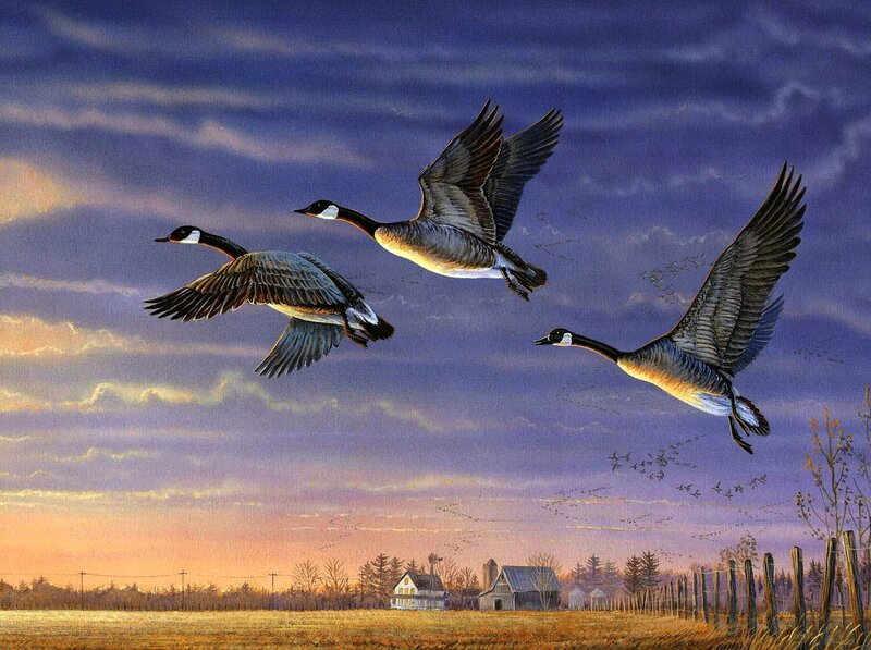 Geese flying over farm at dusk