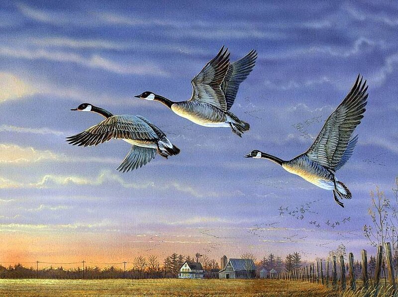 Geese Flying over Farm — Blue, Serene