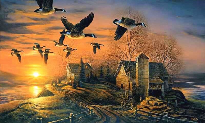Geese Flying over Farm — Orange, Dramatic, Sunset