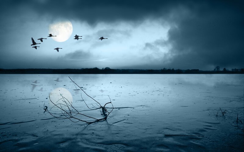 Geese flying over frozen lake