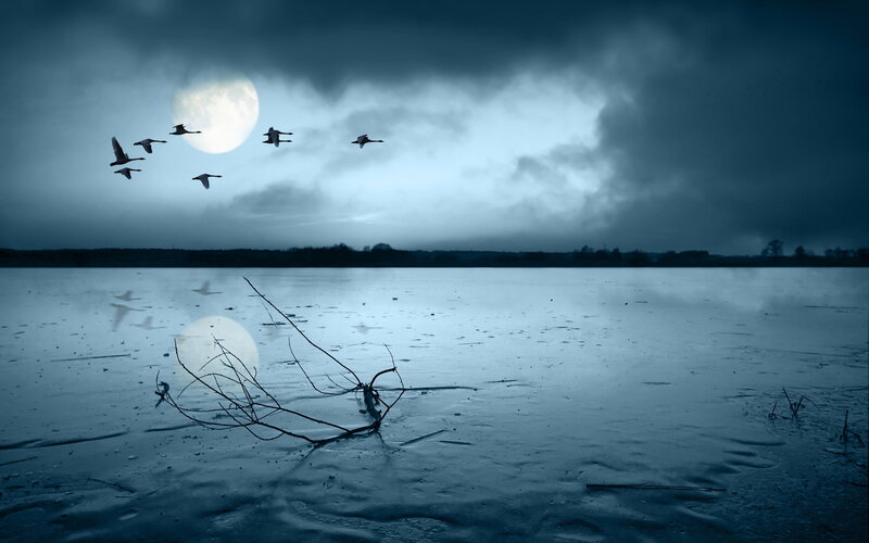 Geese flying over frozen lake