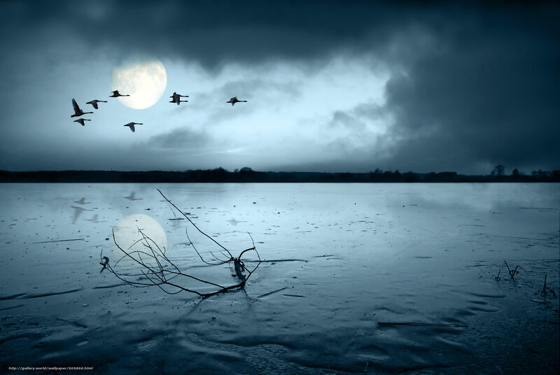 Geese flying over frozen lake