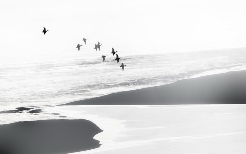 Geese Flying over Ice