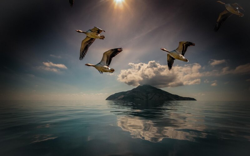 Geese Flying over Island
