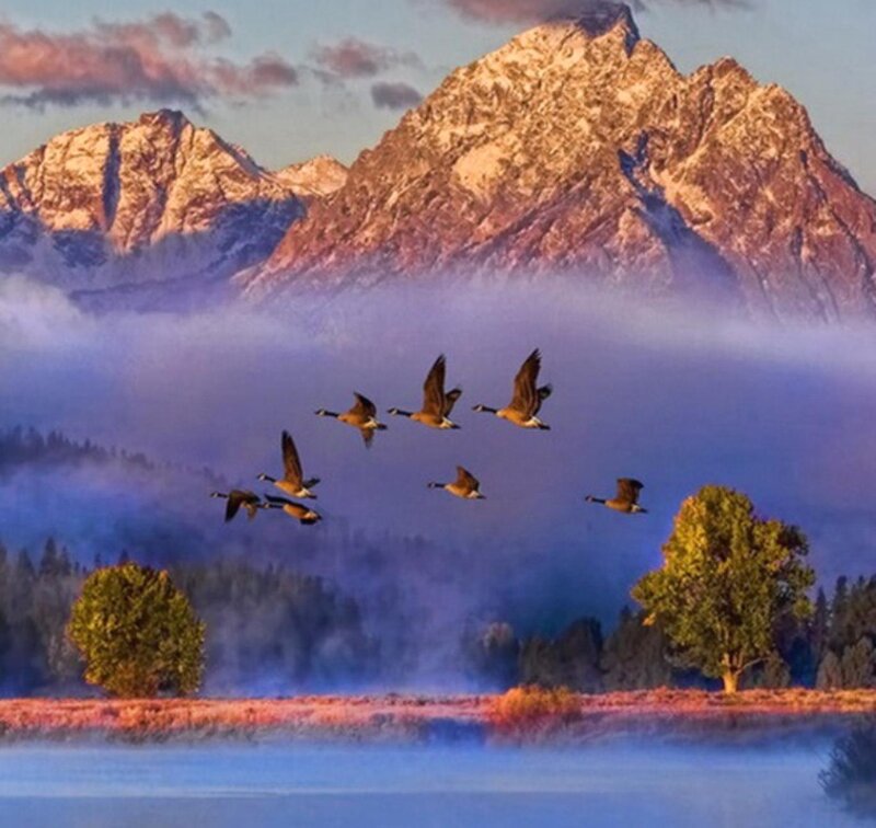 Geese Flying over Lake — Blue, Serene, Morning