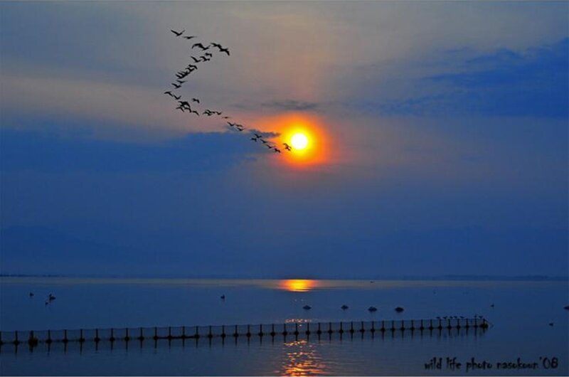 Geese Flying over Lake — Blue, Serene, Sunset