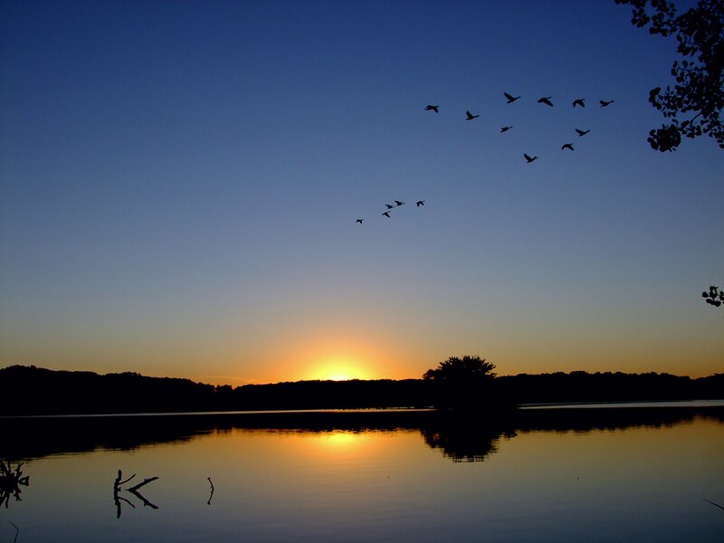 Geese Flying over Lake — Blue, Serene