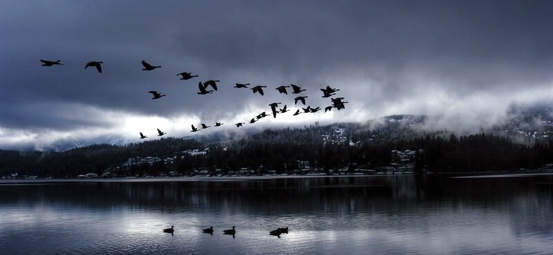 Geese Flying over Lake — Gray