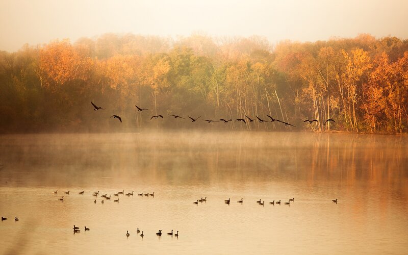 Geese Flying over Lake — Orange, Serene, Autumn