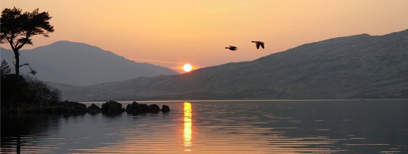 Geese Flying over Lake — Orange