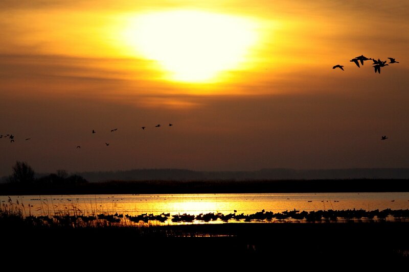 Geese Flying over Lake — Yellow, Serene, Sunset