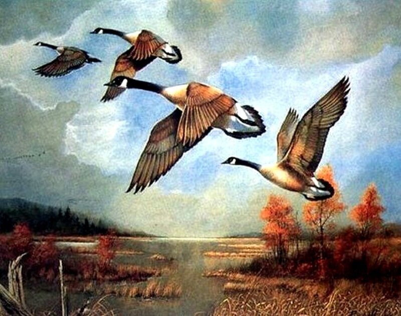 Geese Flying over Marsh — Blue