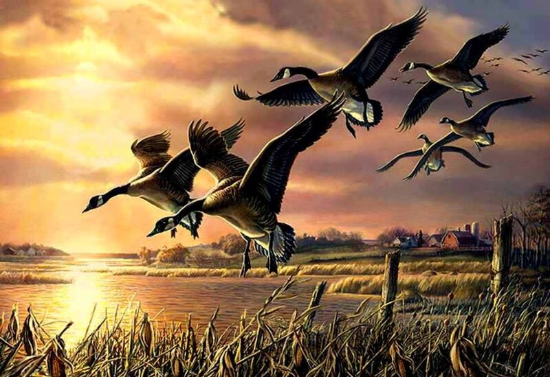 Geese Flying over Marsh
