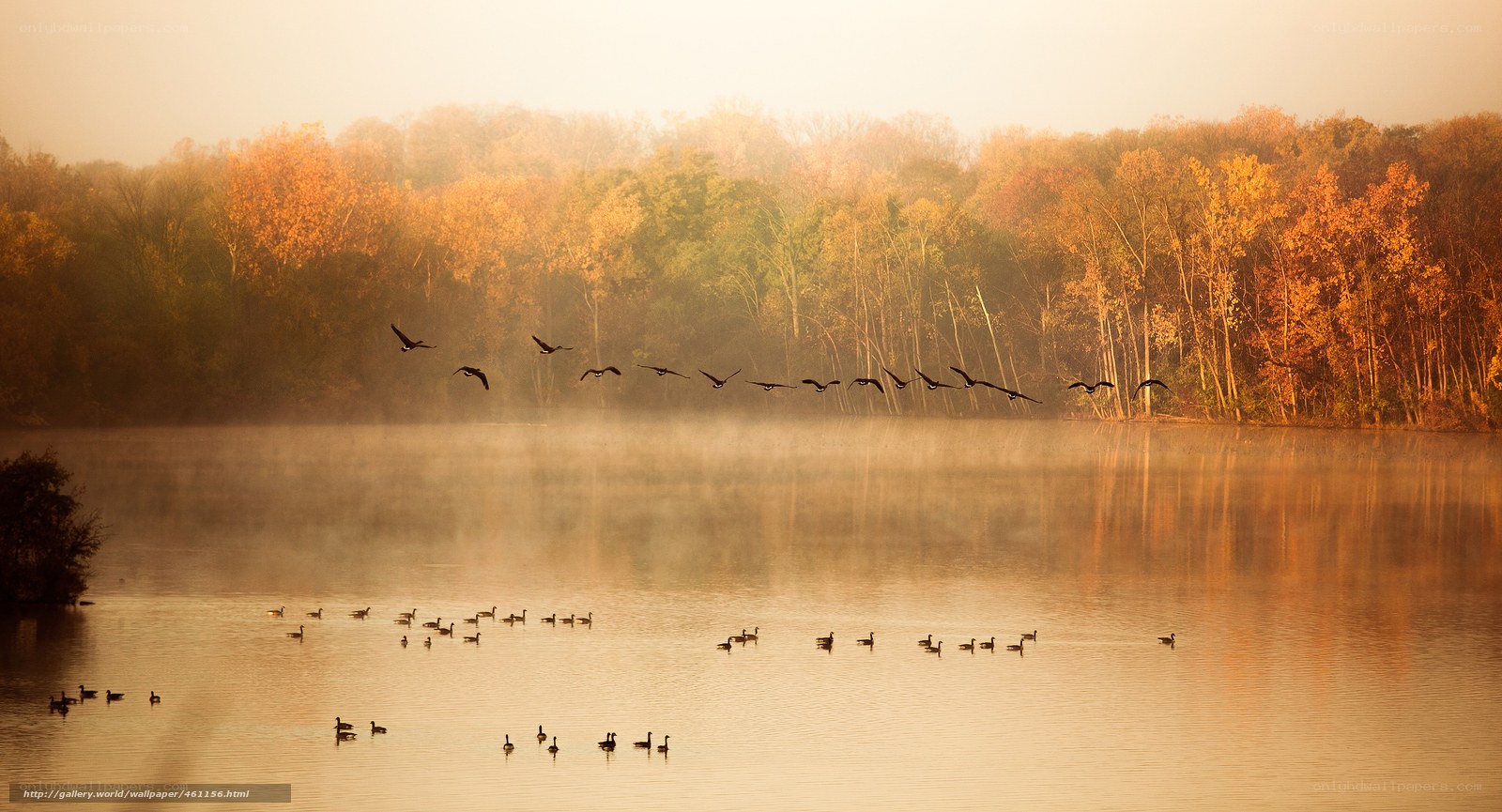 Geese flying over misty lake