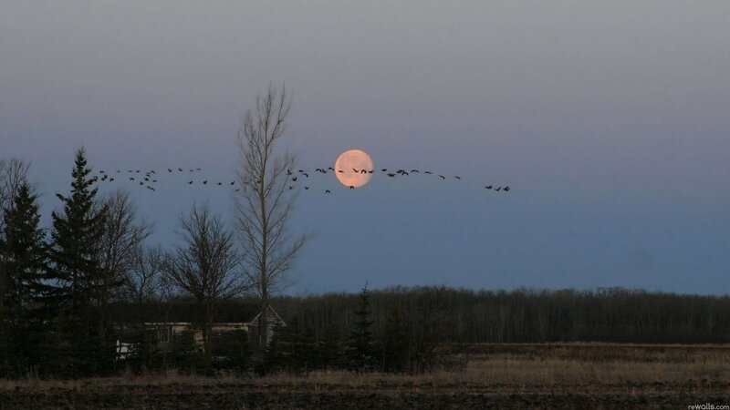 Geese Flying over Moon