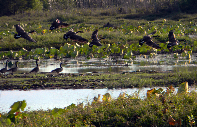 Geese Flying over Pond