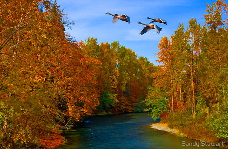 Geese Flying over River — Blue