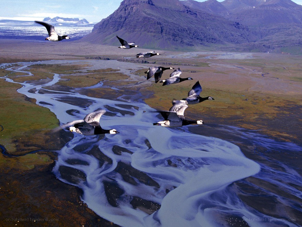 Geese flying over river delta