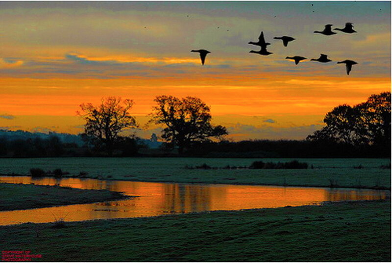 Geese Flying over River — Orange