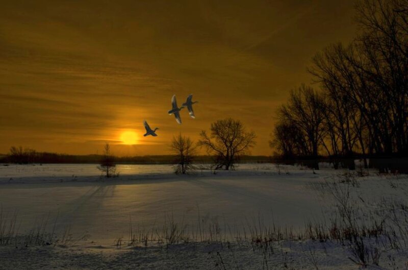 Geese Flying over Snow