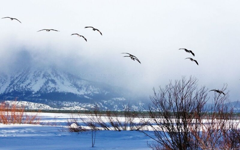 Geese Flying over Snow — White, Serene
