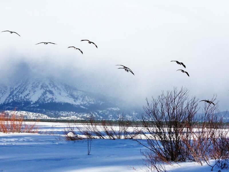 Geese Flying over Snow — White