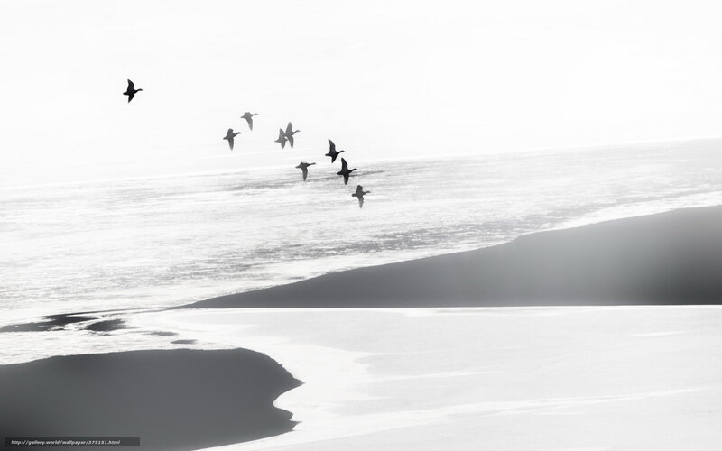 Geese Flying Over Snowy Landscape