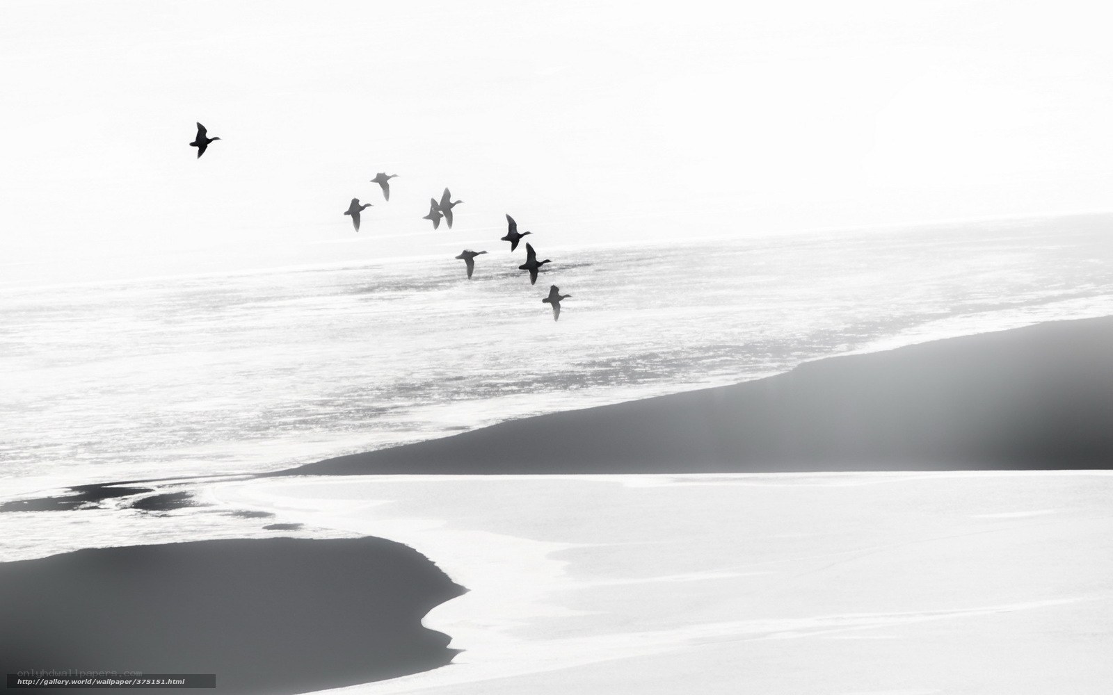 Geese Flying Over Snowy Landscape