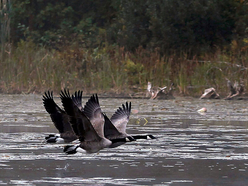 Geese Flying over Water — Gray