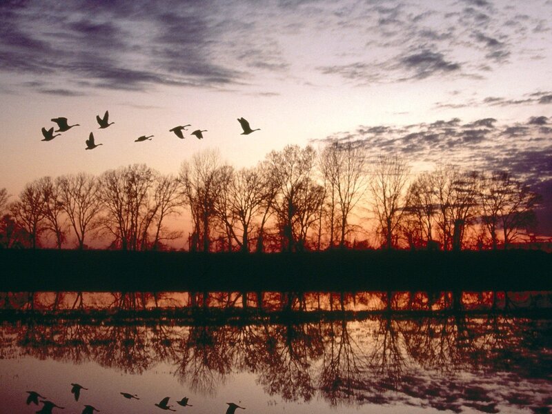Geese Flying over Water — Orange, Serene
