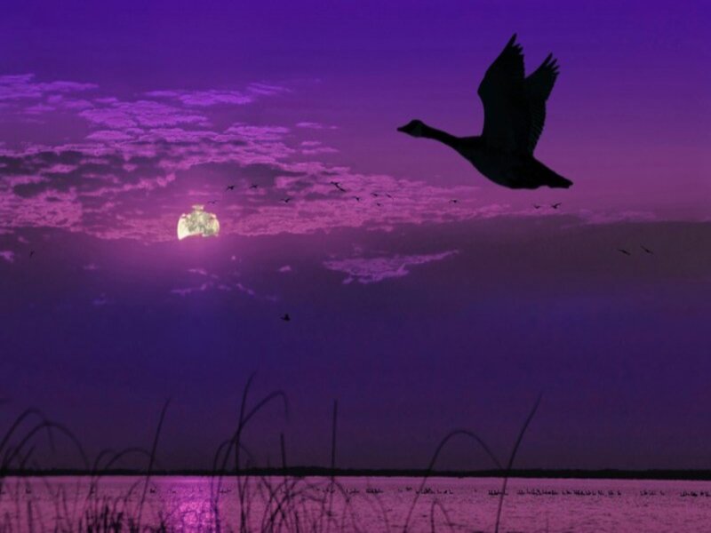Geese Flying over Water — Purple