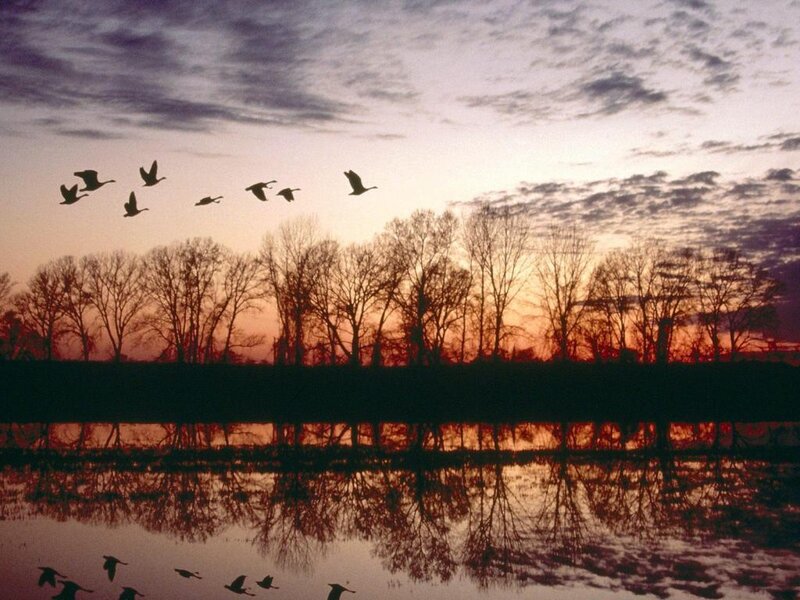 Geese Flying over Water