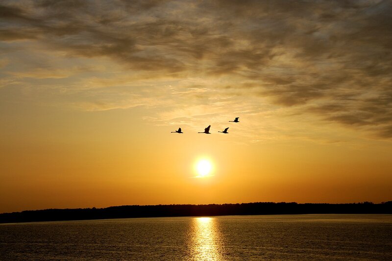 Geese Flying over Water — Yellow
