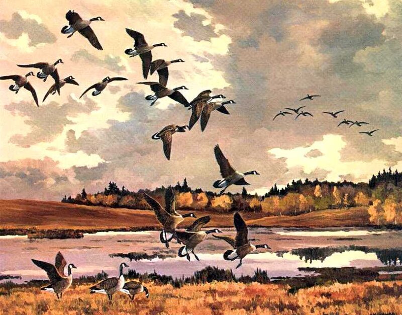 Geese Flying over Wetland