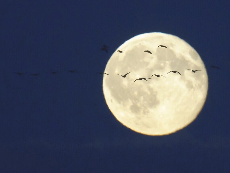 Geese Flying Past Moon