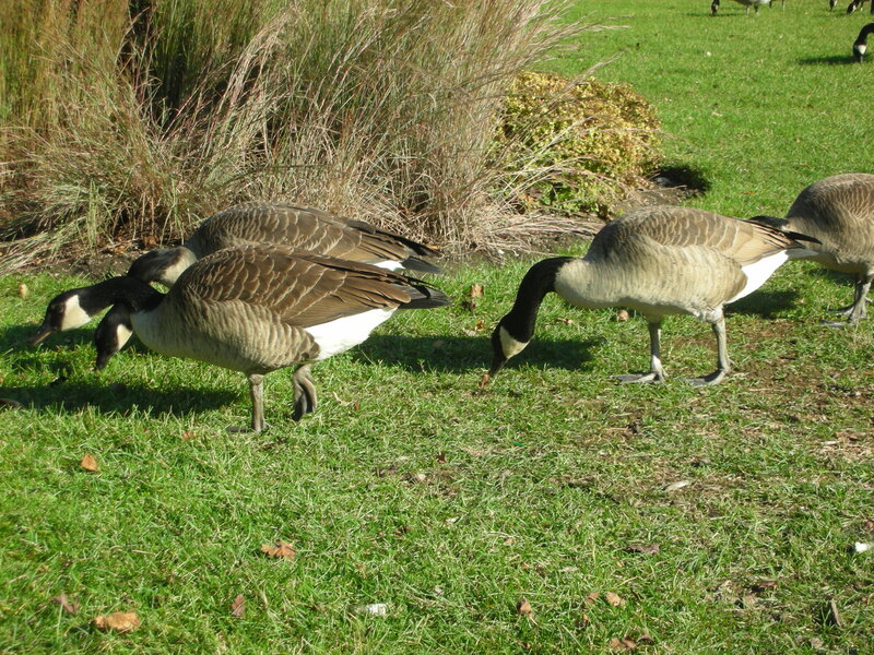 Geese grazing in a park
