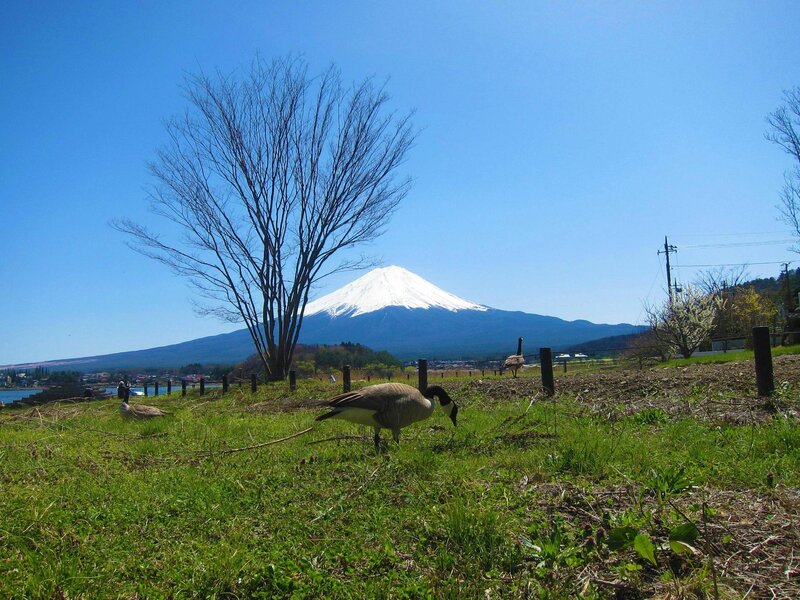 Geese Grazing in Field