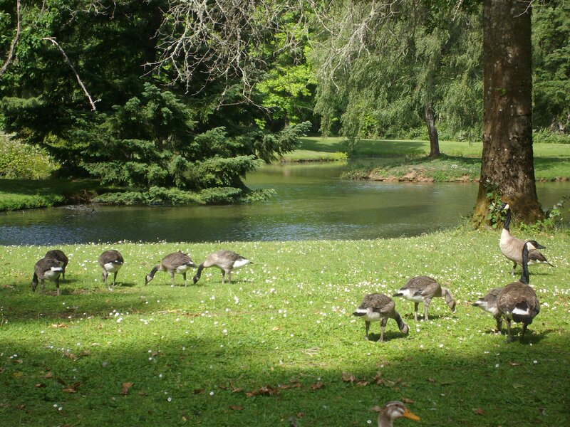 Geese Grazing in Park