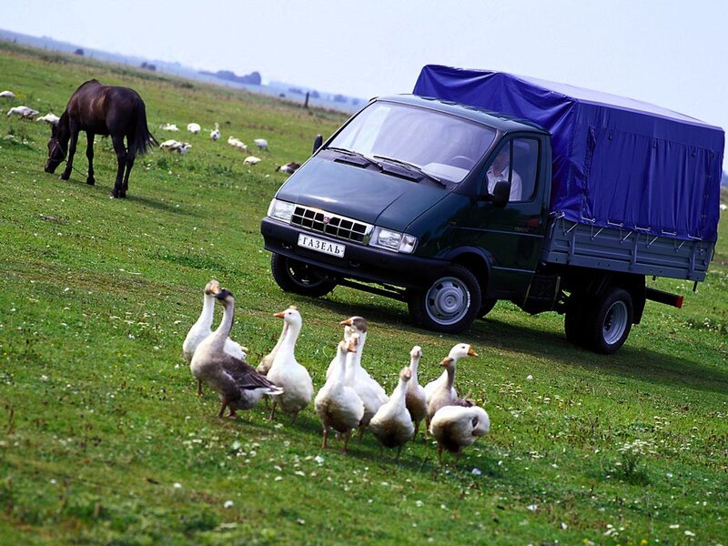 Geese in a Field — Green, Serene