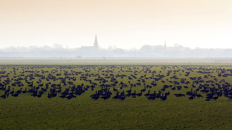 Geese in a Field — Green