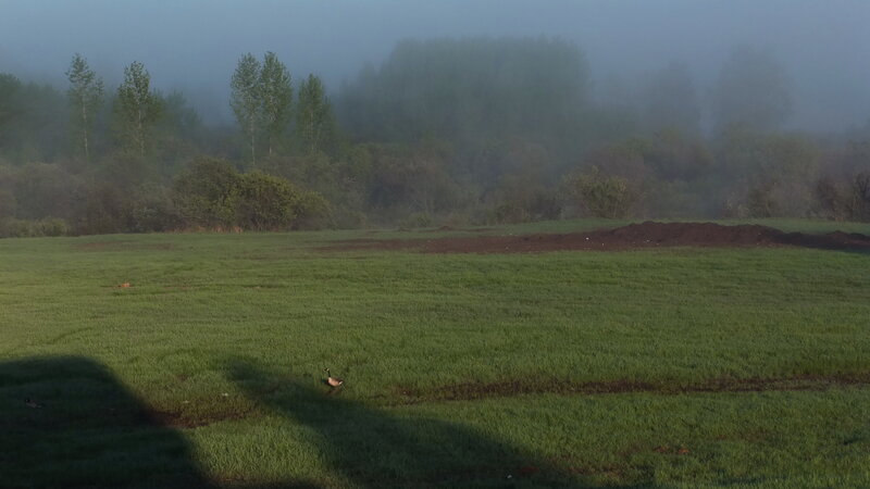 Geese in a Field