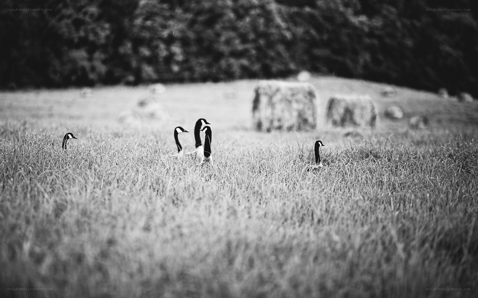 Geese in a grassy field