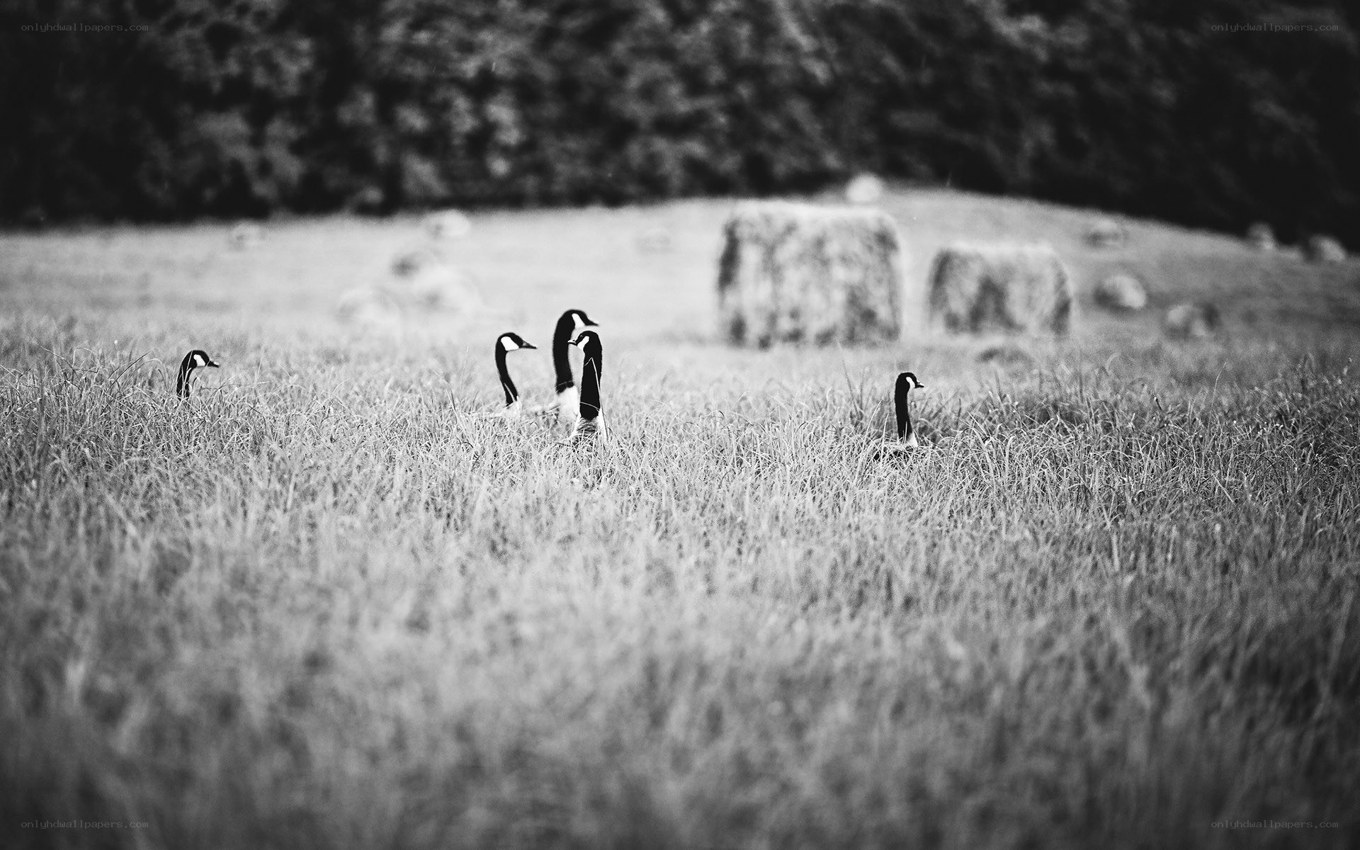 Geese in a grassy field