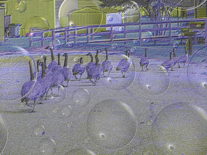 Geese in a Line — Purple