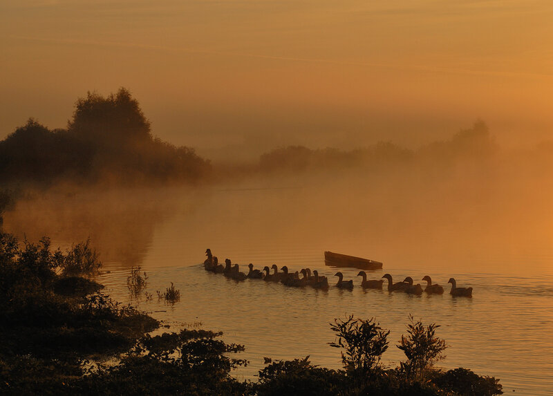Geese in a Line