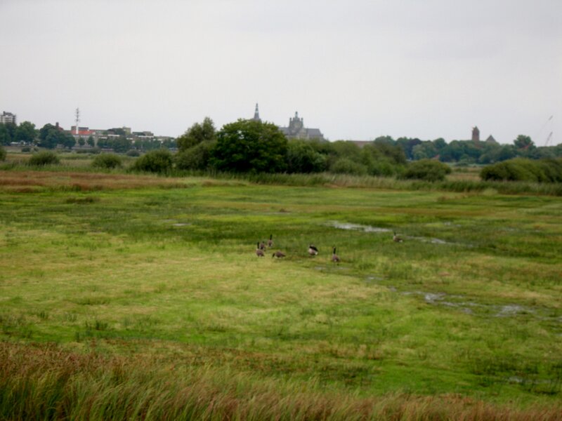 Geese in a Marsh — Green, Overcast