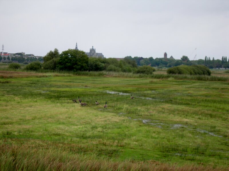 Geese in a Marsh — Green
