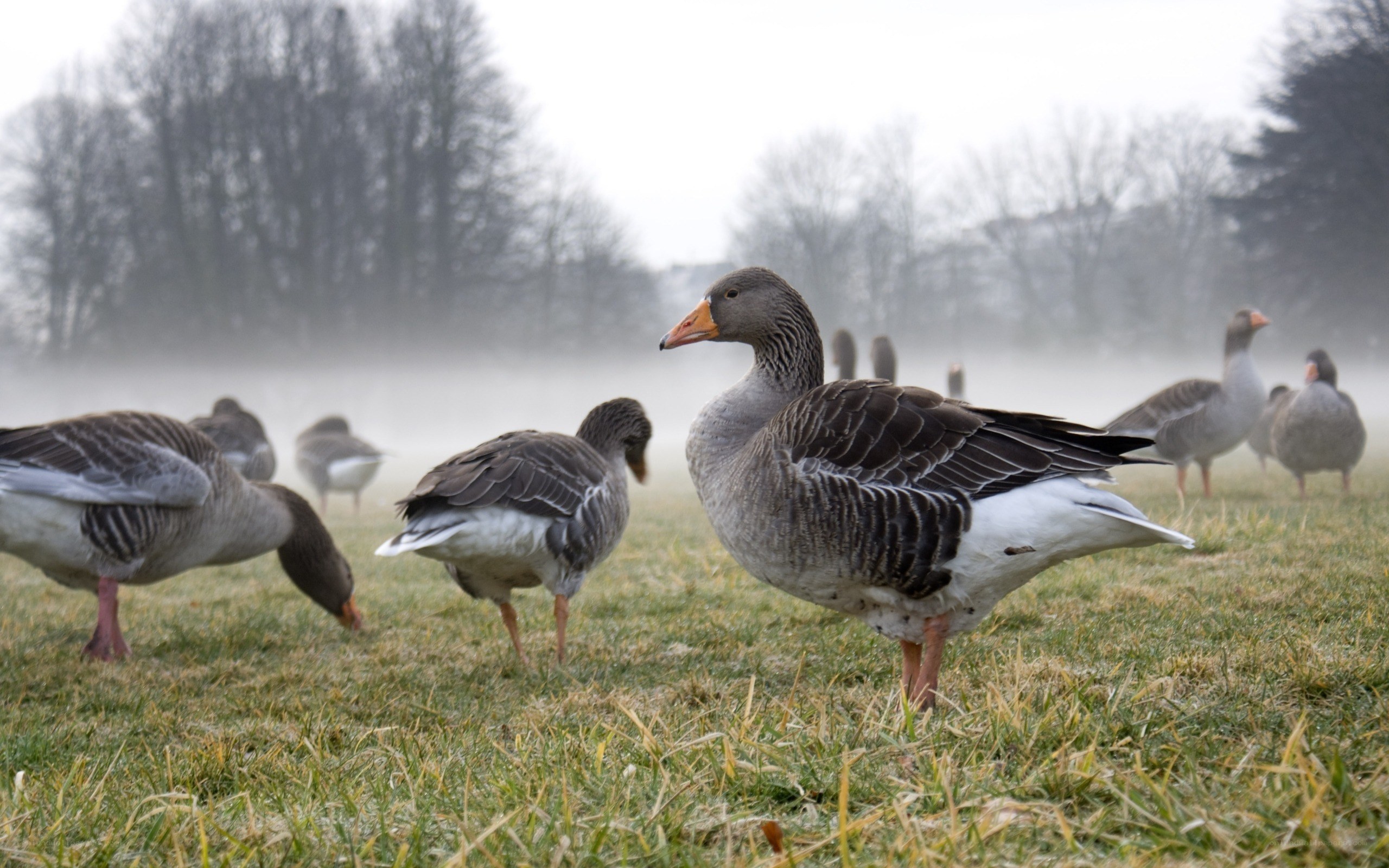 Geese in a misty field